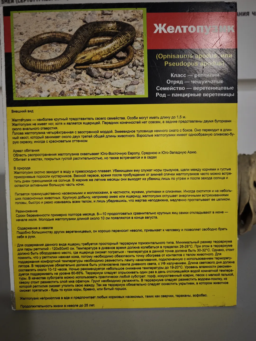 The information board displays an animal called Желтопузик (Ophisaurus apodus or Pseudopus apodus), describing its appearance, habitat, and behavior. This limbless creature can reach up to 1.5 meters in length and is primarily found in parts of Europe and Asia. The board also mentions its dietary habits and reproductive cycle.