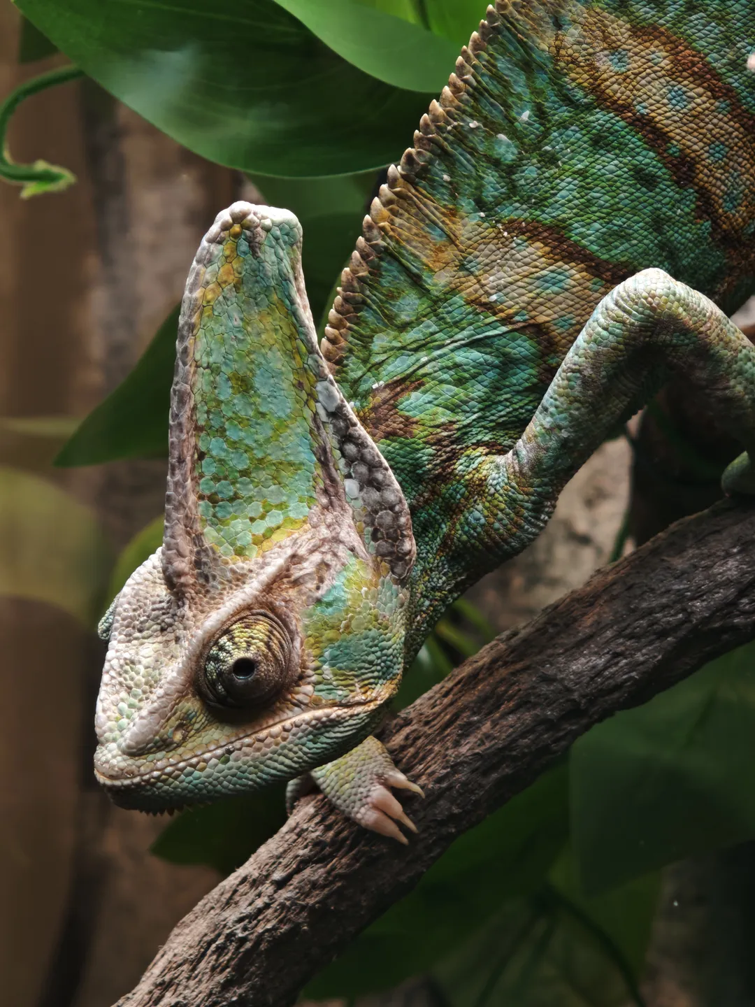 A colorful chameleon clings to a branch, its body displaying shades of blue and green. The chameleon’s eyes are protruding, with sharp horn-like protrusions on its head. Green leaves are visible in the background.