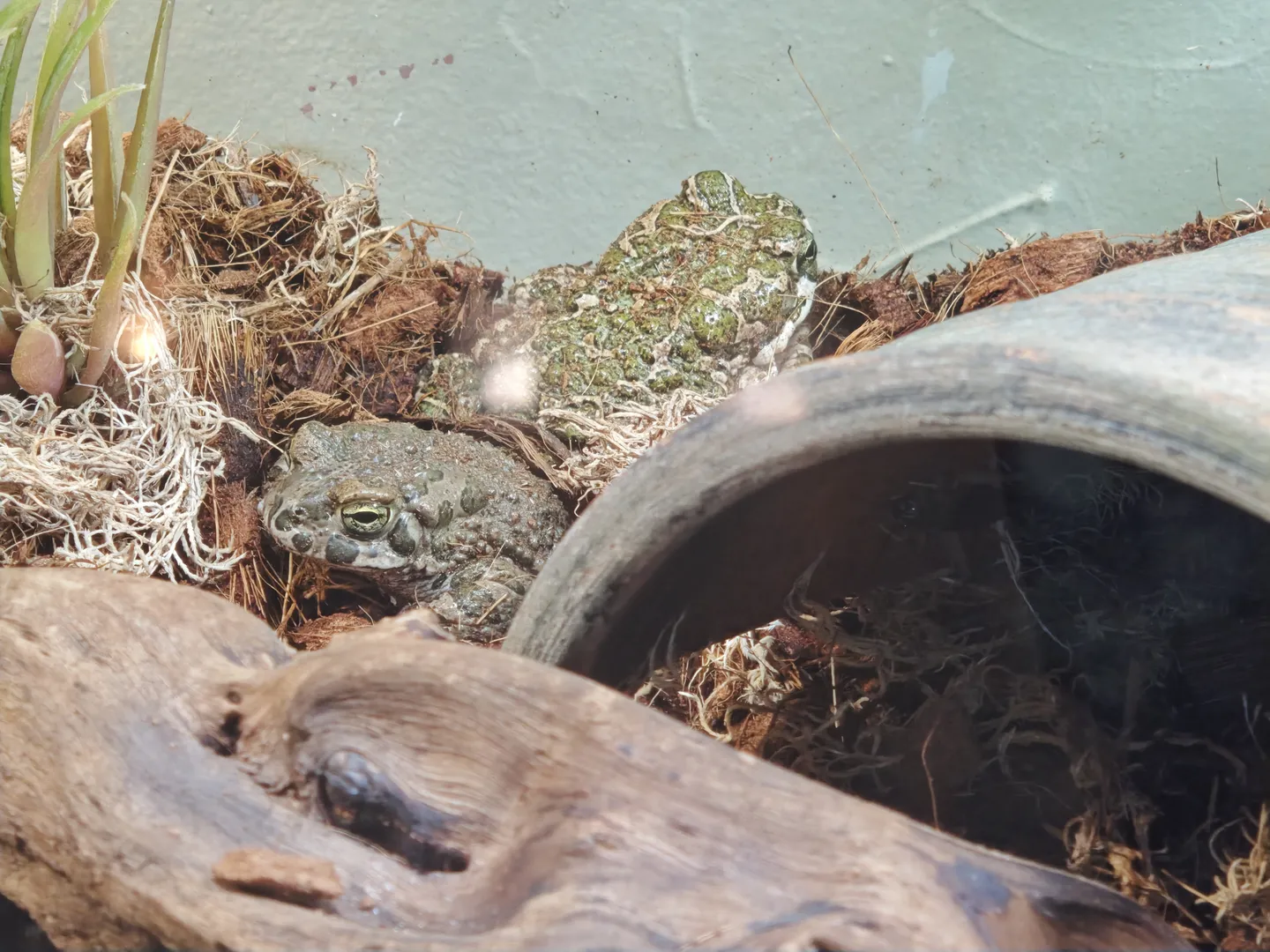 Two toads are hidden among the dry leaves and wood, one darker in color and the other lighter. Their bodies have distinct warts on the surface. The surrounding environment appears to be a simulated natural habitat.