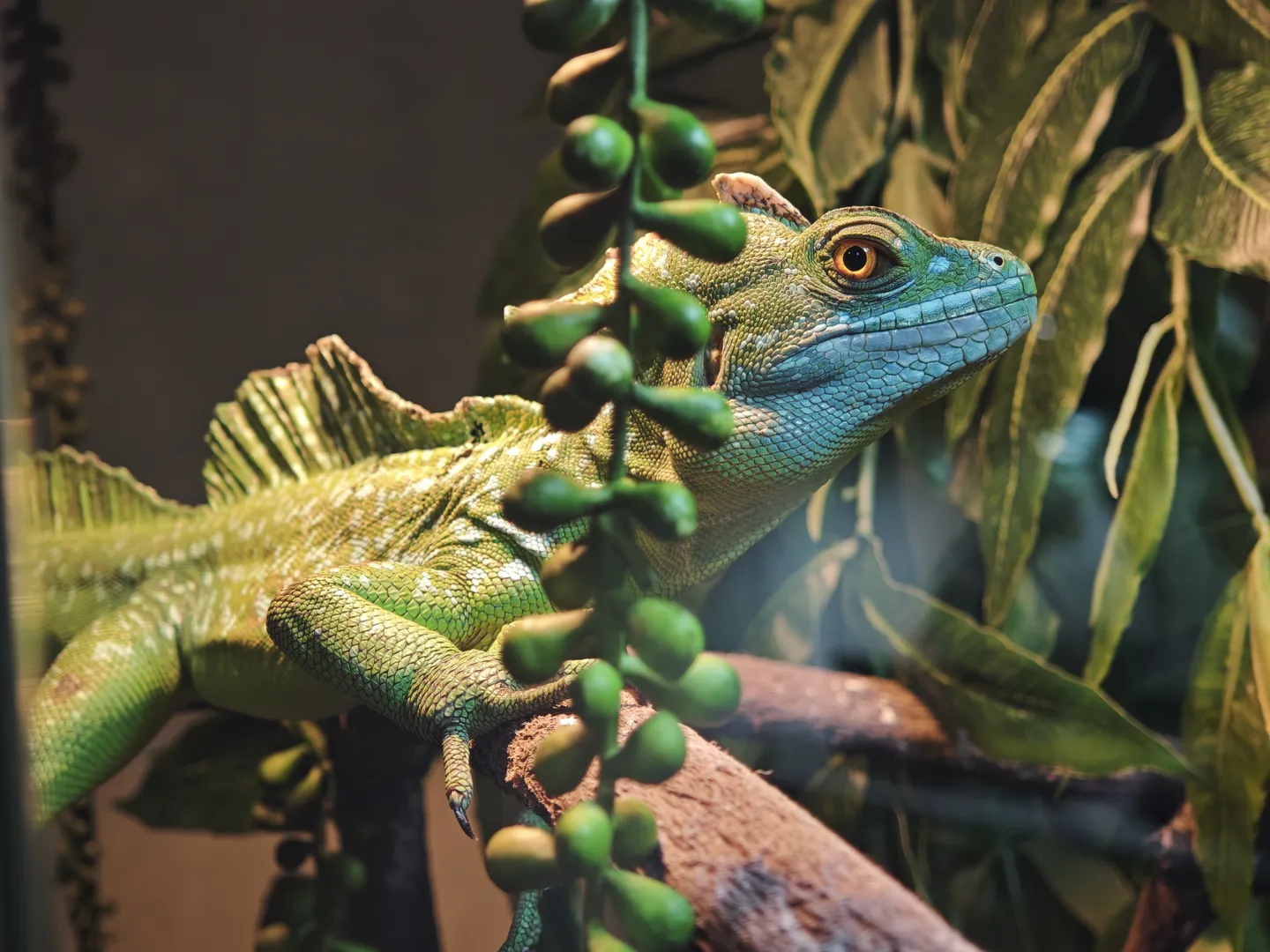 A green lizard is perched on a branch, with blue and yellow patterns on its body. The lizard’s eyes are large and round, staring straight ahead. In the background, there are green leaves and fruits.