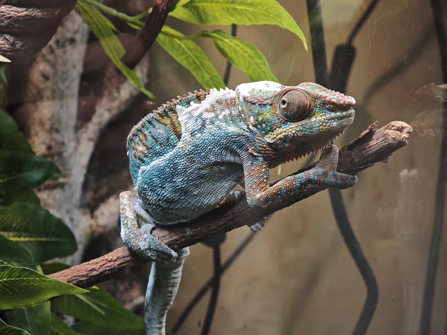 A brightly colored chameleon perches on a branch, its body primarily blue and green. The chameleon’s eyes are protruding, with sharp horn-like projections on its head. Green leaves are visible in the background.