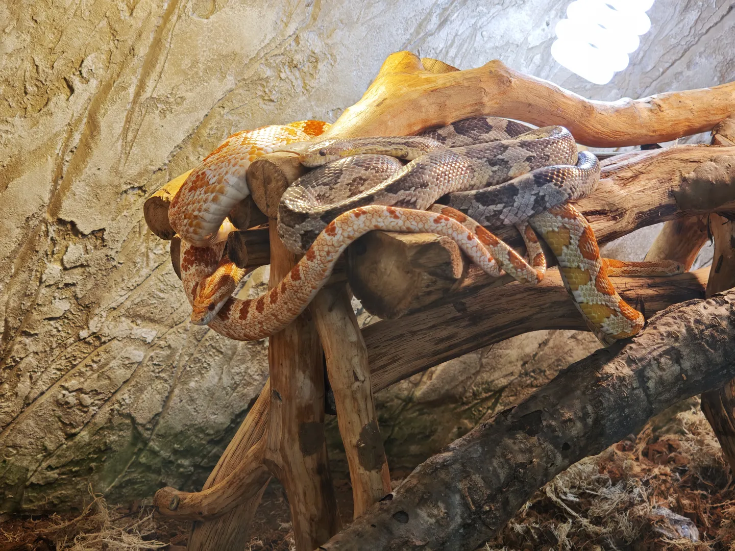 Two snakes are entwined on a branch, one orange and white, the other gray and black. The branch is thick with a rough surface. The background is a stone wall.