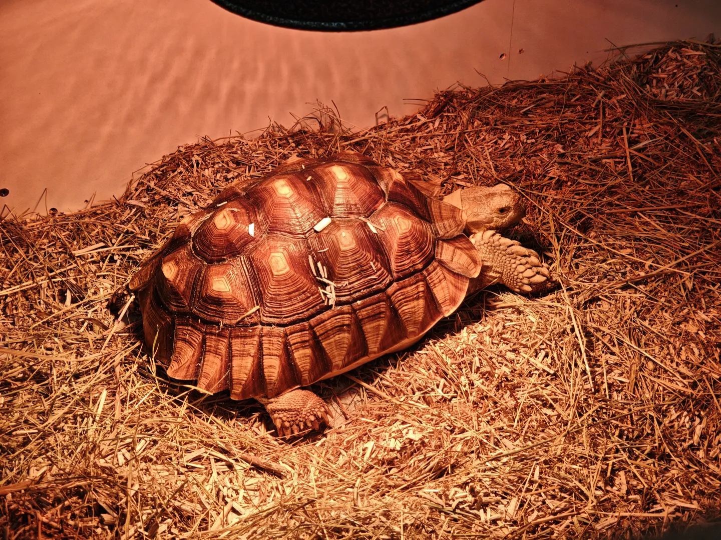 A turtle crawls on a haystack, its shell adorned with intricate patterns. The turtle’s limbs are sturdy, and its head is slightly raised. The background is a simple indoor setting.