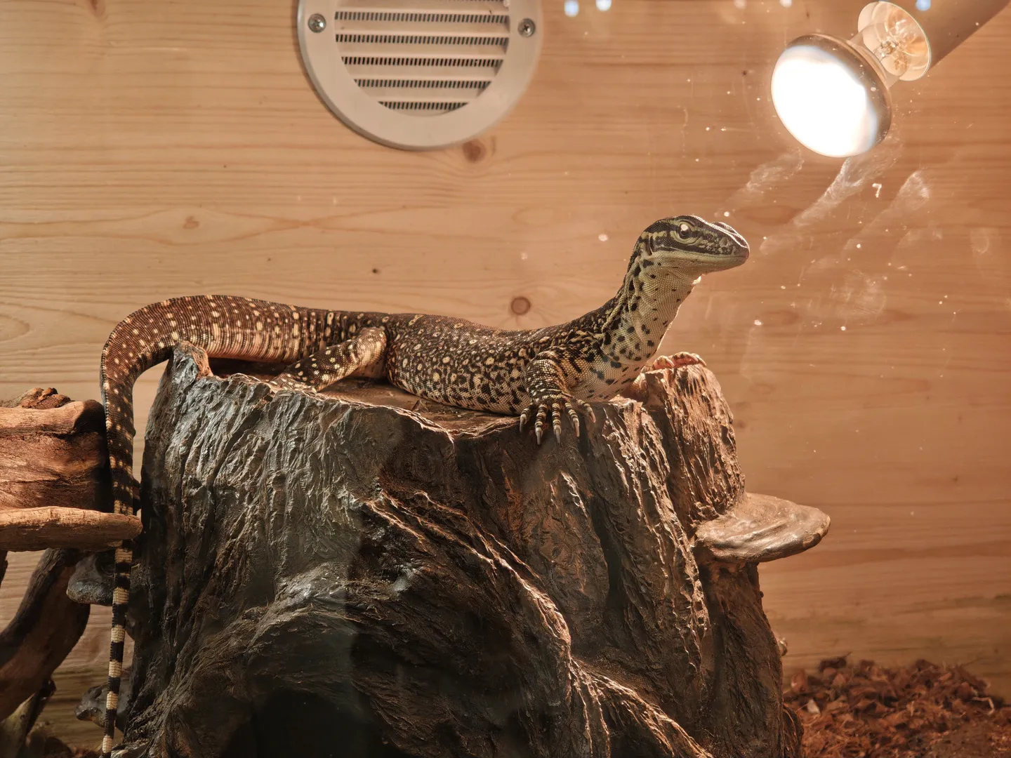 A large lizard is lying on a rock, with black and yellow spots on its body. The lizard’s eyes are large and bright, and its tail is slender. The background is a wooden wall with lights and vents above.