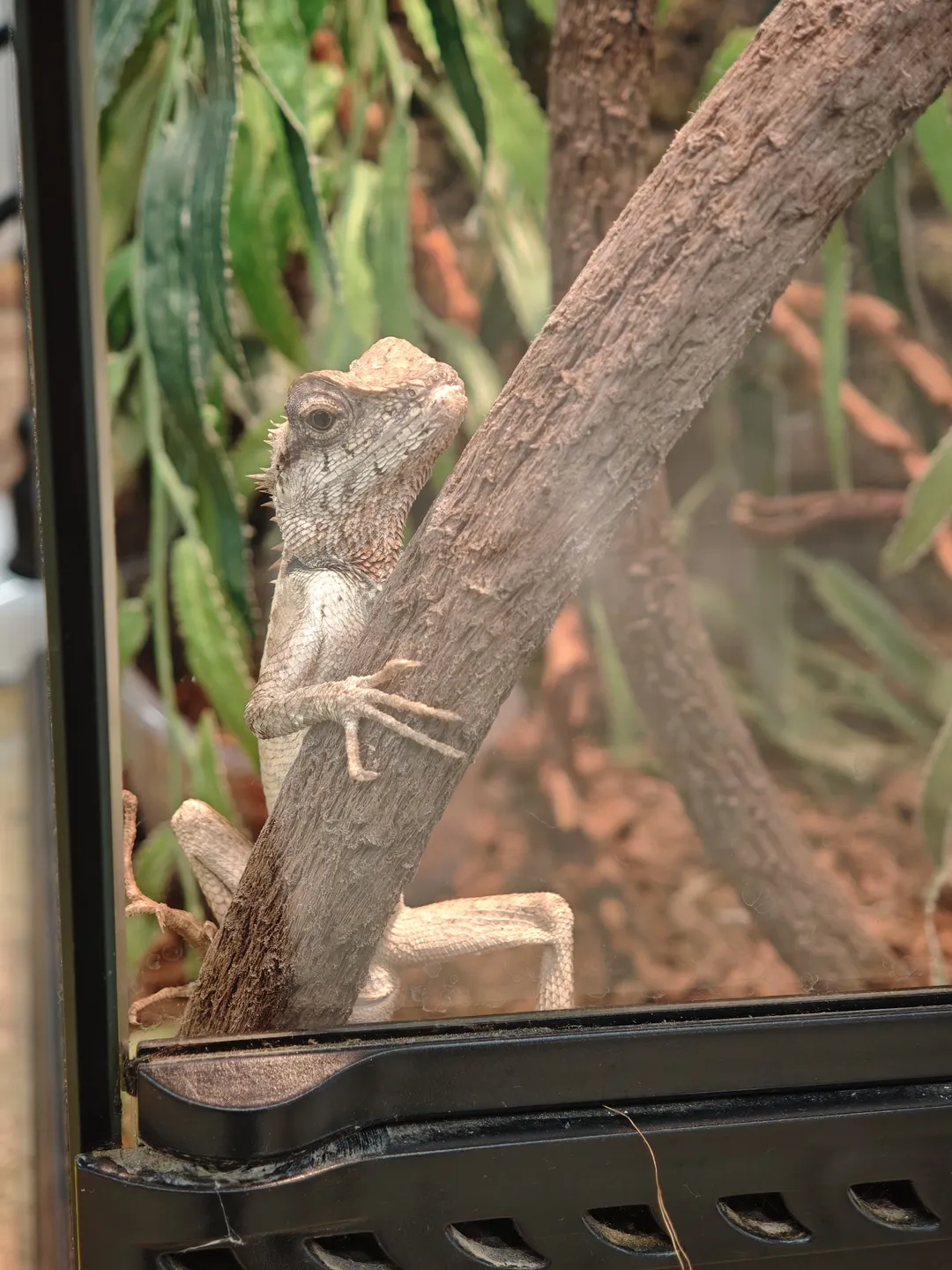A lizard is climbing on a branch, which is inside a glass container. The lizard’s body is light brown, with noticeable horn-like protrusions on its head. In the background, there are green plants and brown ground.