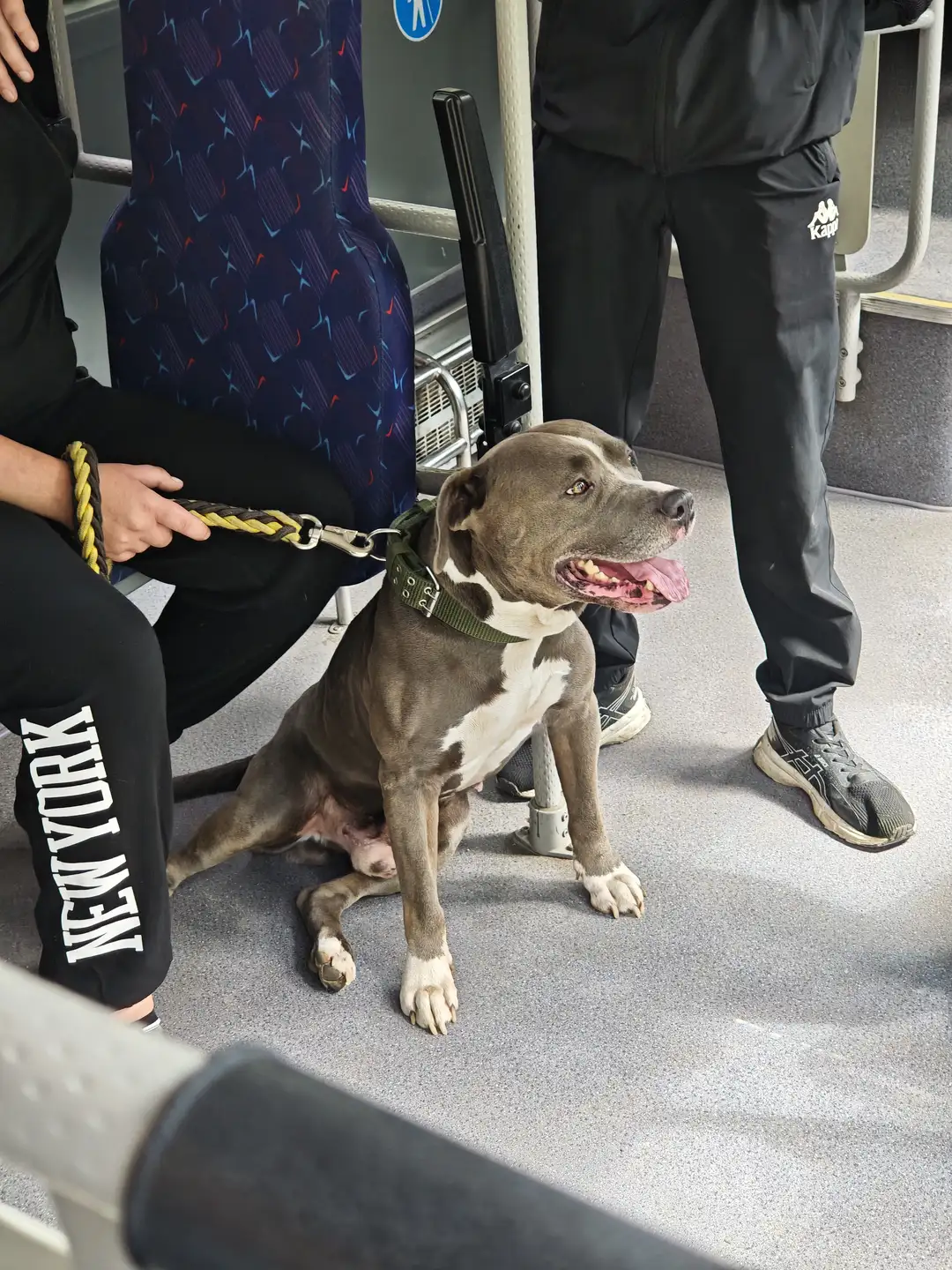 一只灰白相间的狗坐在公共交通工具的地板上，戴着绿色项圈，由旁边的人用编织绳牵着。狗张着嘴，露出舌头，显得很放松。周围有坐着和站着的人，背景是蓝色图案的座椅和金属扶手。