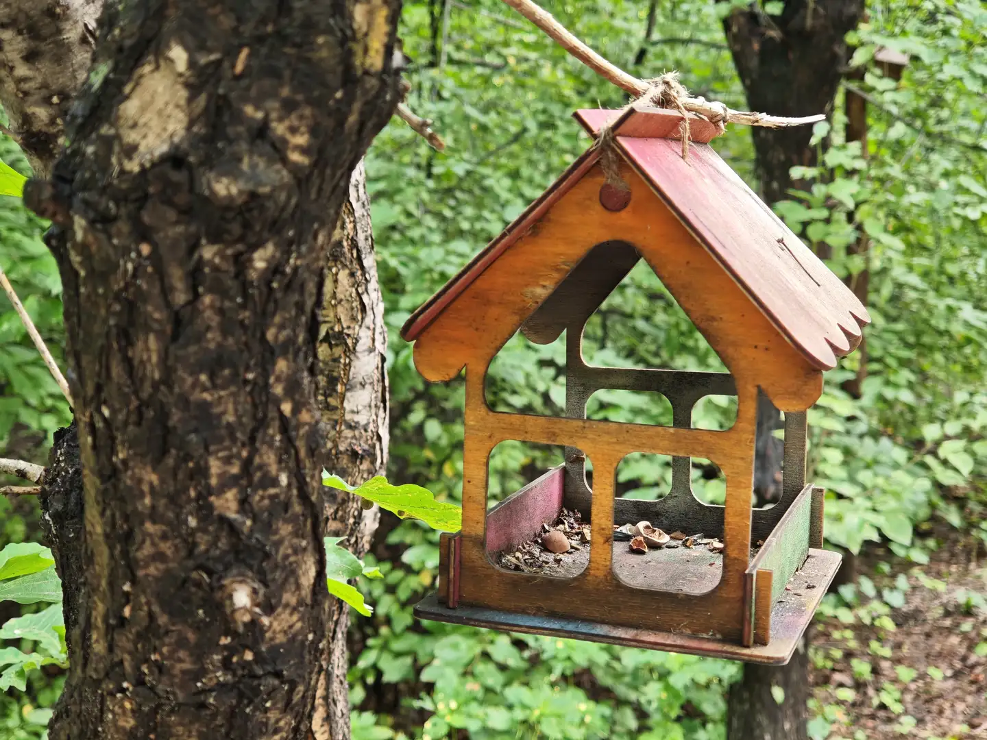一个木制鸟屋悬挂在树干上，屋顶为红色，主体呈浅棕色，结构类似小房子，内部有一些坚果和种子。周围是茂密的绿色植被和树木，环境自然宁静。