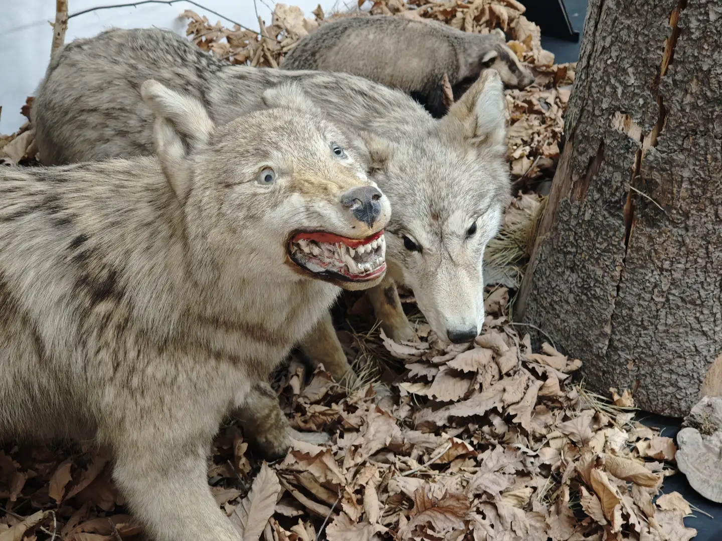 两只灰狼标本位于落叶堆中，其中一只张开嘴巴露出牙齿，另一只低头嗅探地面。它们的毛发呈灰褐色，周围散落着枯叶和树枝，旁边有一棵大树干。