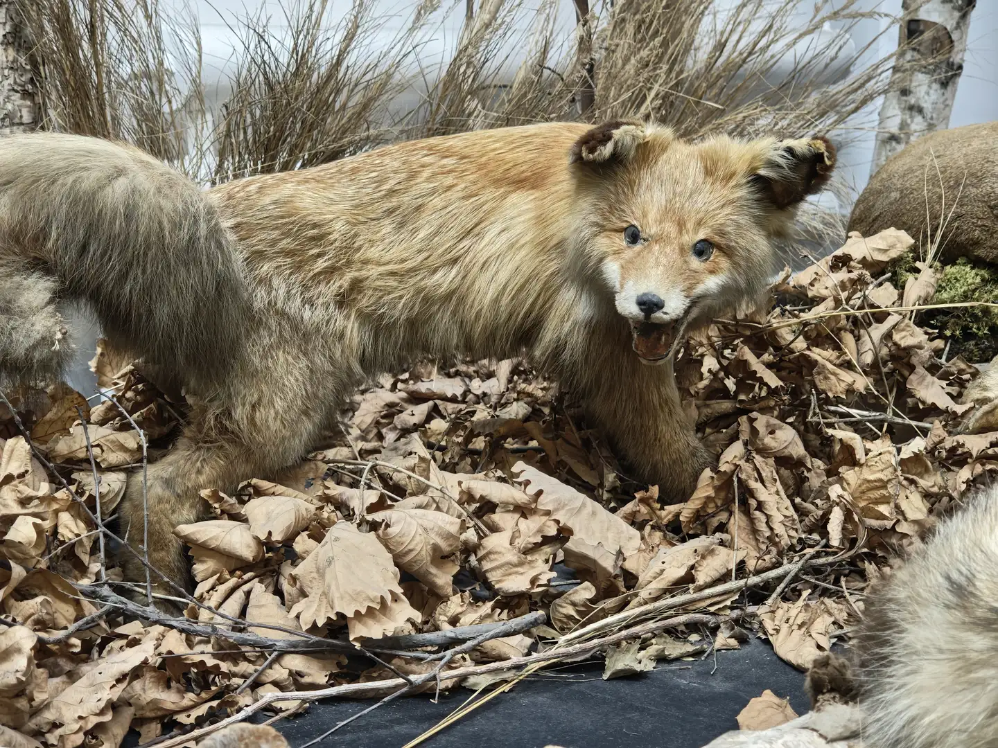 一只狐狸标本站在落叶堆中，身体前倾，嘴巴微张，露出牙齿。它的毛色为浅棕色，耳朵竖立，眼睛明亮，周围是干枯的树叶和细枝。