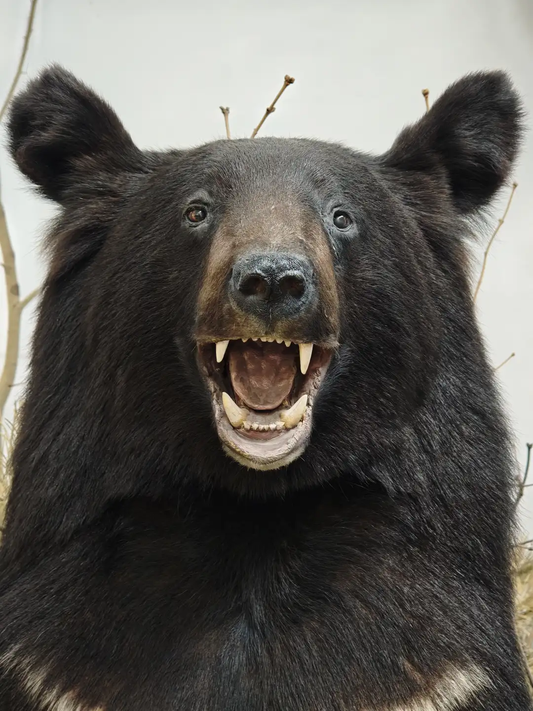 一只黑熊标本面向前方，张开大嘴露出锋利的牙齿，耳朵竖起，眼神直视前方。它的毛发浓密乌黑，背景是浅色的墙壁和几根细树枝。