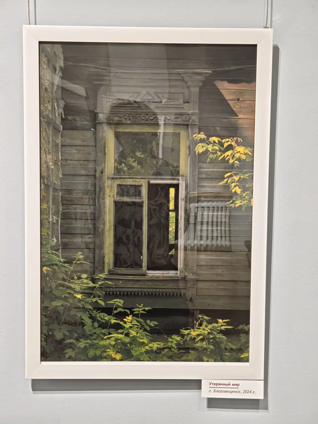 一栋老旧木屋的侧窗，窗框呈浅黄色，窗户破损，部分玻璃缺失。窗下生长着茂盛的绿植，部分枝叶泛黄。照片底部有俄文说明“Утерянный мир，э. Благовещенск，2024 г.”