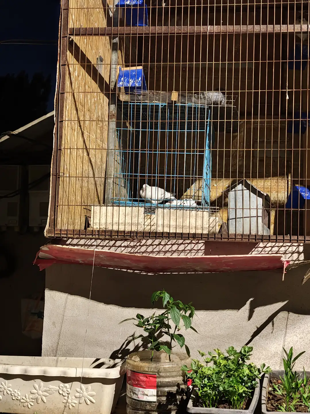 大型鸟装挂在墙上，里面养着一只白色的鸟。鸟笼下方摆放着几个花盆，种植着绿色植物。墙角处有一些生活用品和装饰物。