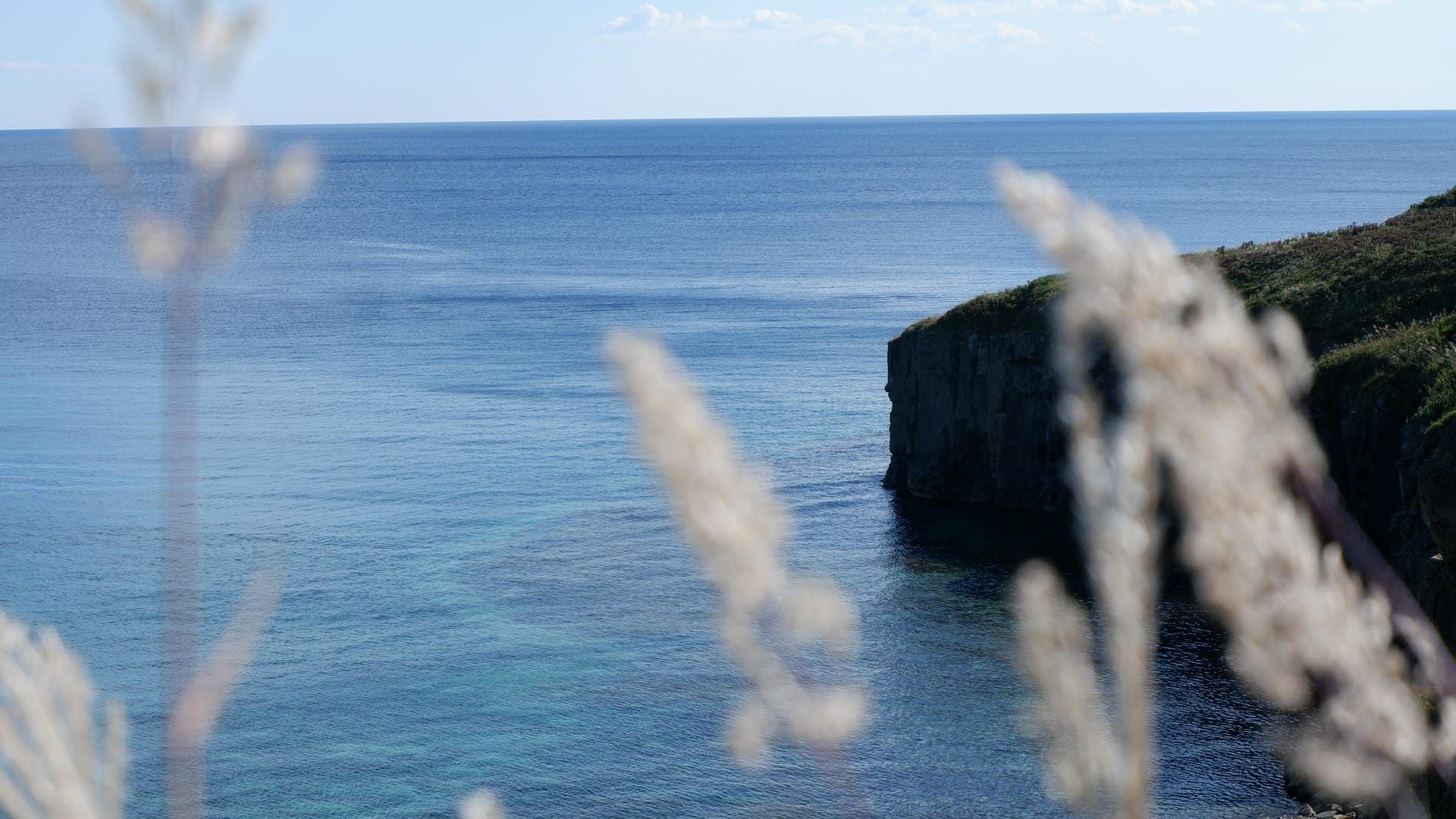 Blue sea and cliffs with blurred plants in foreground.