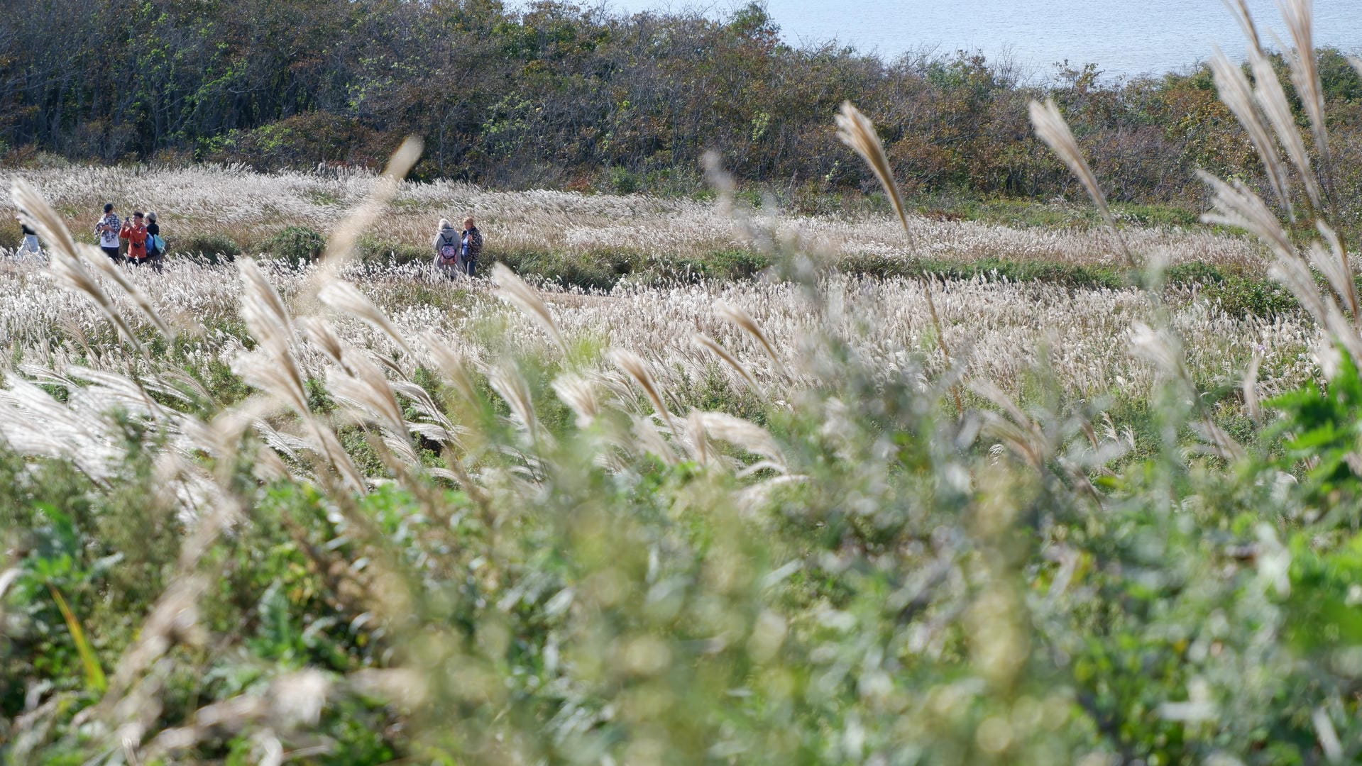 People walking through silvery grass field.