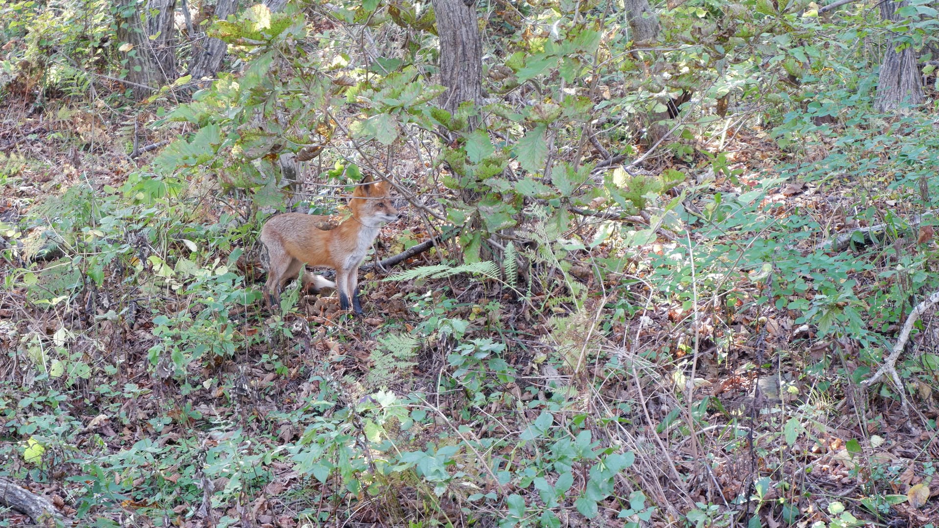 Fox standing in dense bushes among green vegetation.