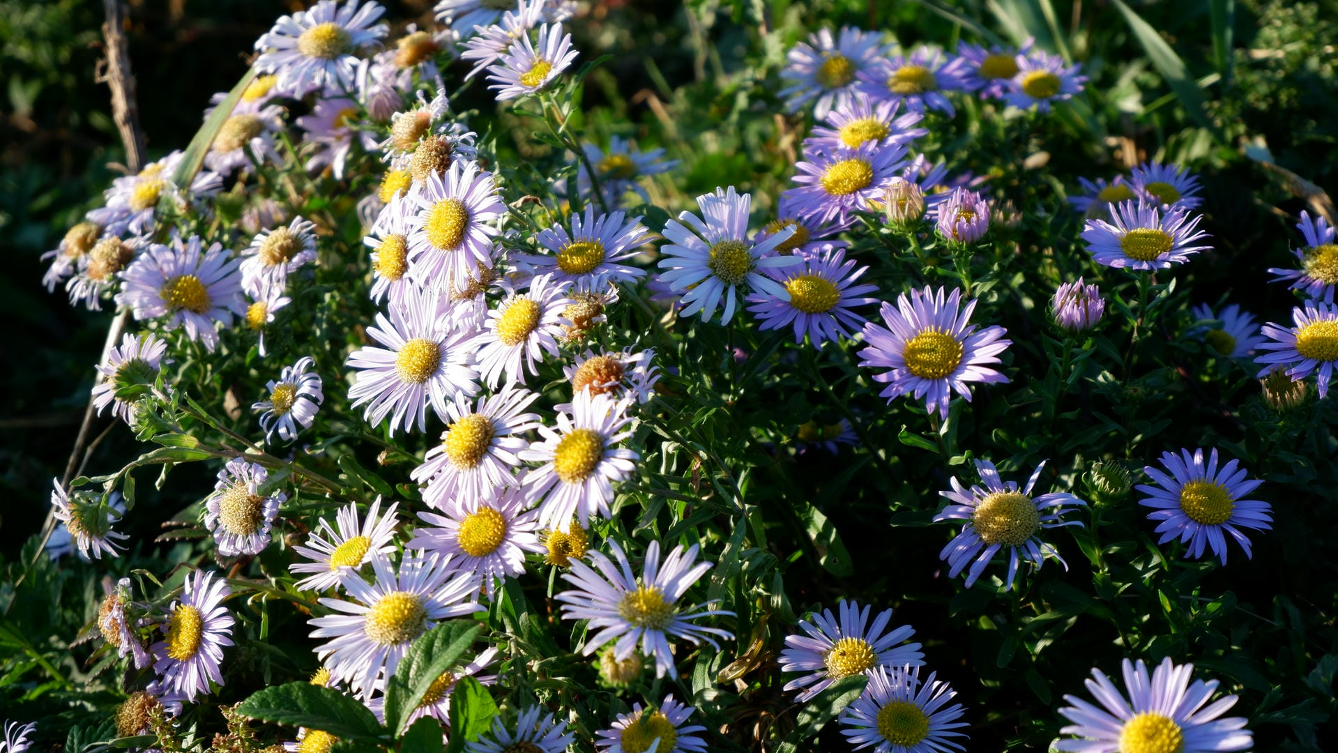 Purple flowers with slender petals and yellow centers amid green leaves.