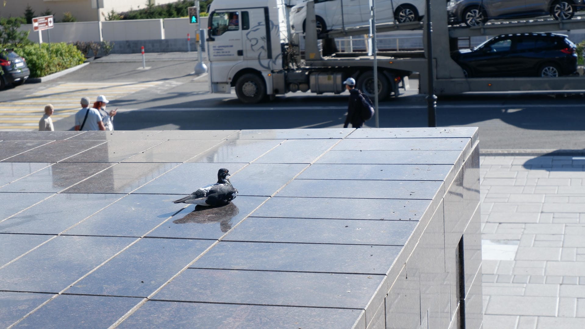 A pigeon standing on smooth ground with pedestrians and vehicles in the background.