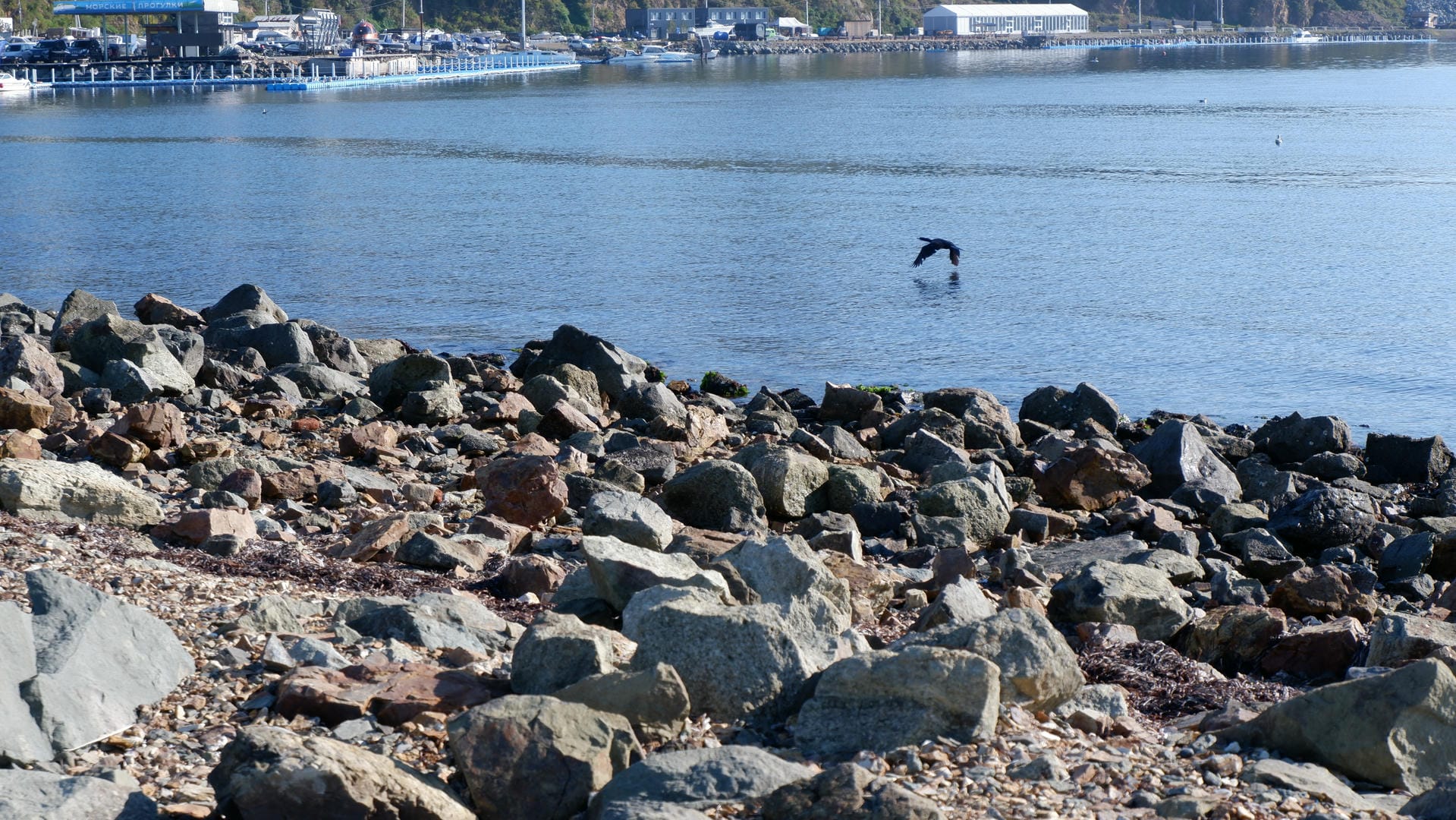 A bird flies over a rocky beach, with calm water and distant buildings in the background.