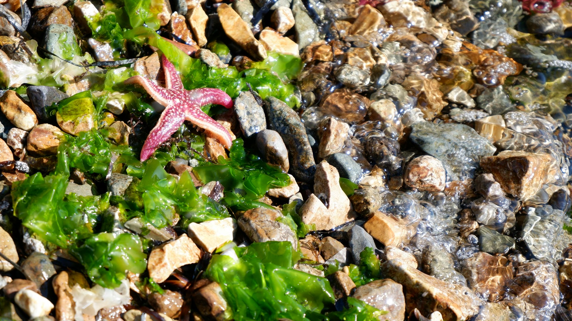 A pink starfish lies on a beach covered with green seaweed and pebbles of varying sizes.