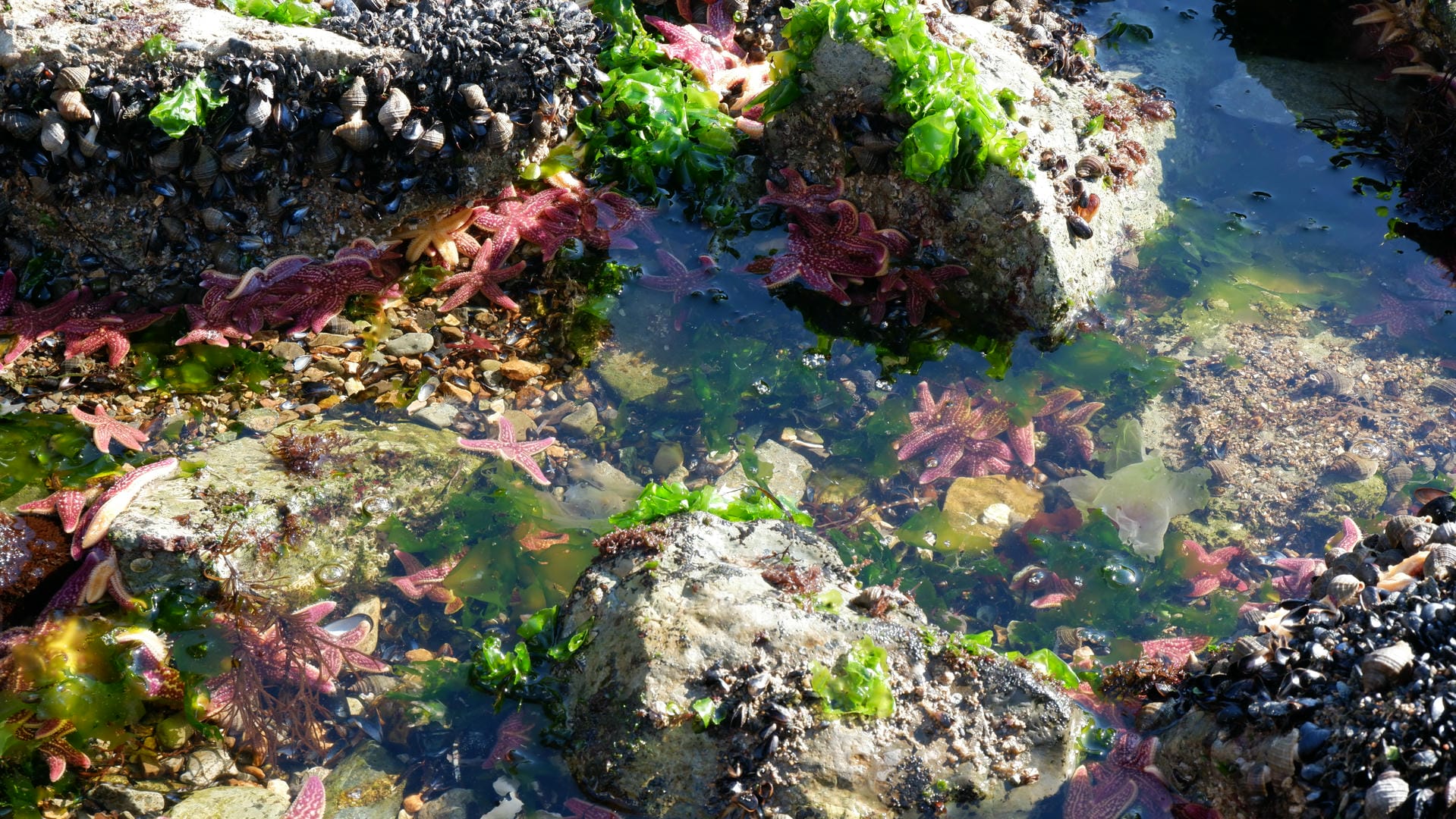 A tidal pool filled with purple starfish, surrounded by rocks and green seaweed.