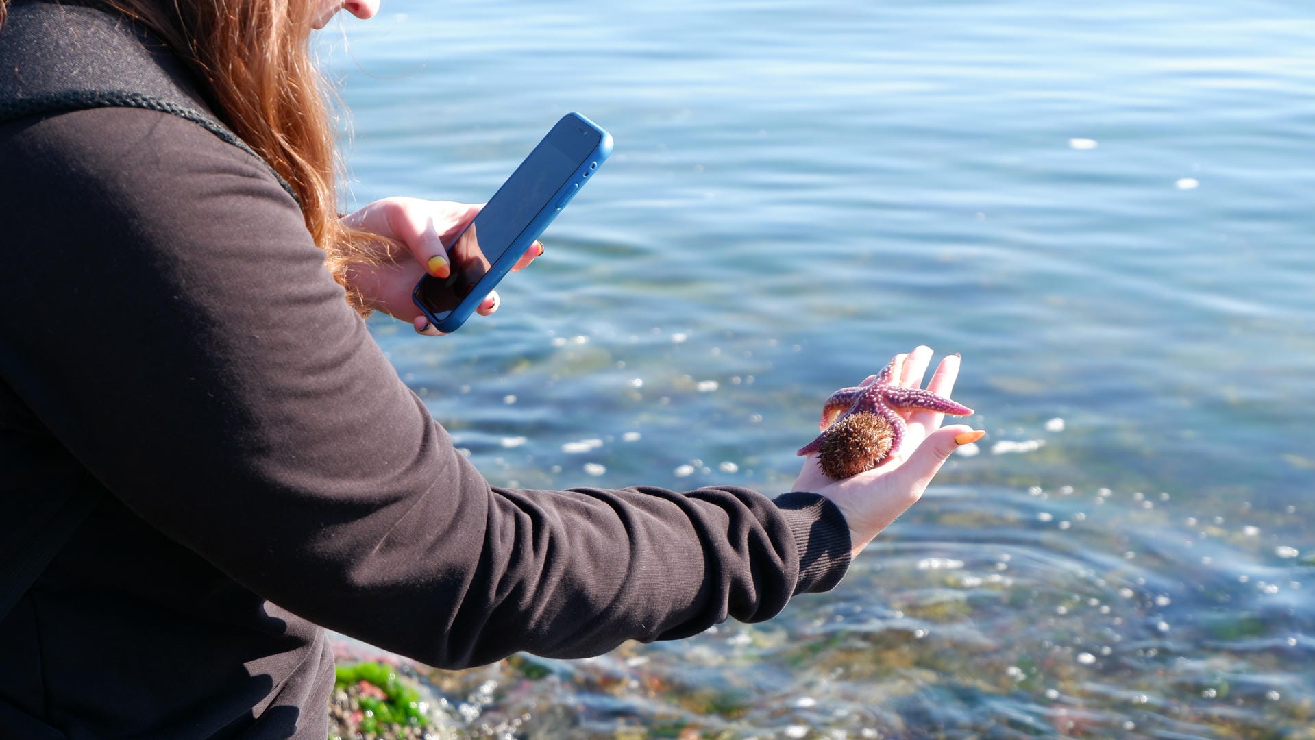 A person holds a purple starfish in one hand and a phone in the other, with blue seawater in the background.