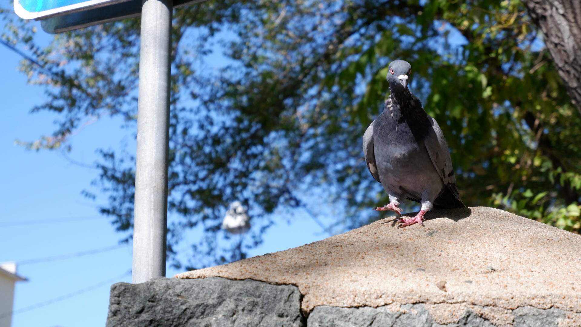 A gray pigeon standing on a stone wall, with a tree and blue sky in the background.