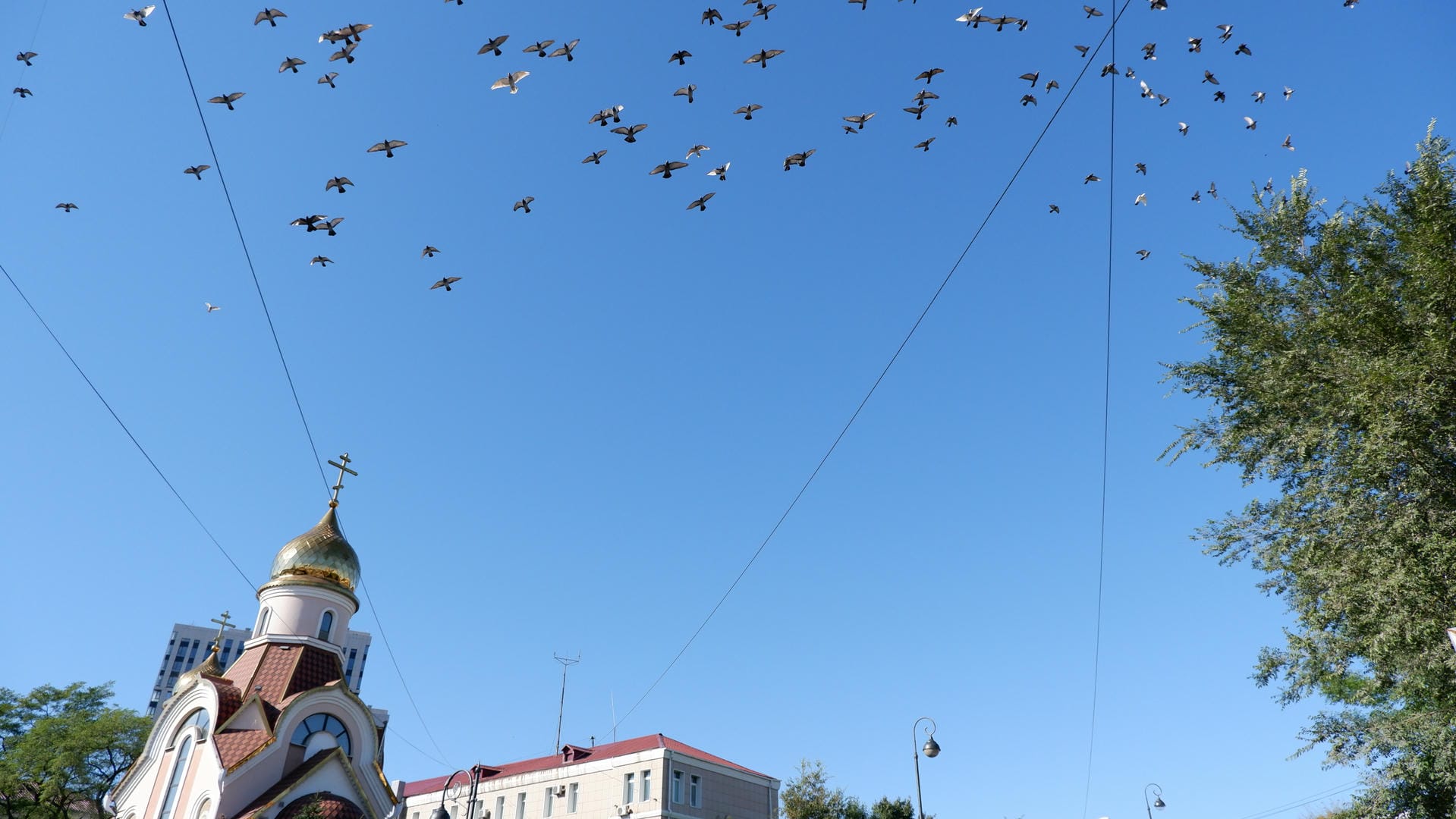 A flock of birds flying in the blue sky, with a church with a golden dome in the background.