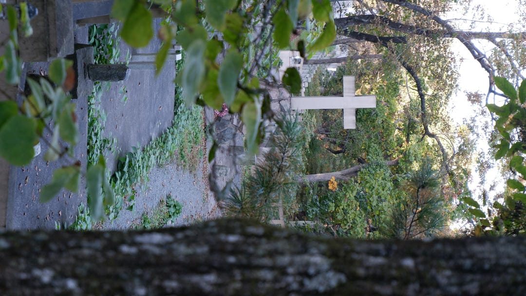 A path running through a cemetery, flanked by trees and shrubs, with a white cross visible in the distance.